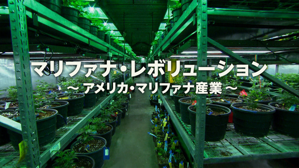 マリファナ レボリューション アメリカ マリファナ産業 が見放題 Hulu フールー お試し無料 マリファナ レボリューション アメリカ マリファナ産業 が見放題 Hulu フールー お試し無料