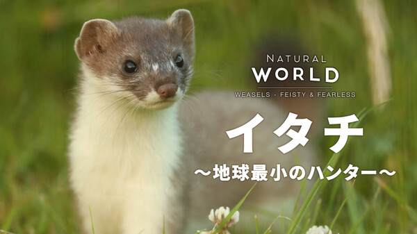 イタチ 地球最小のハンター が見放題 Hulu フールー お試し無料 イタチ 地球最小のハンター が見放題 Hulu フールー お試し無料