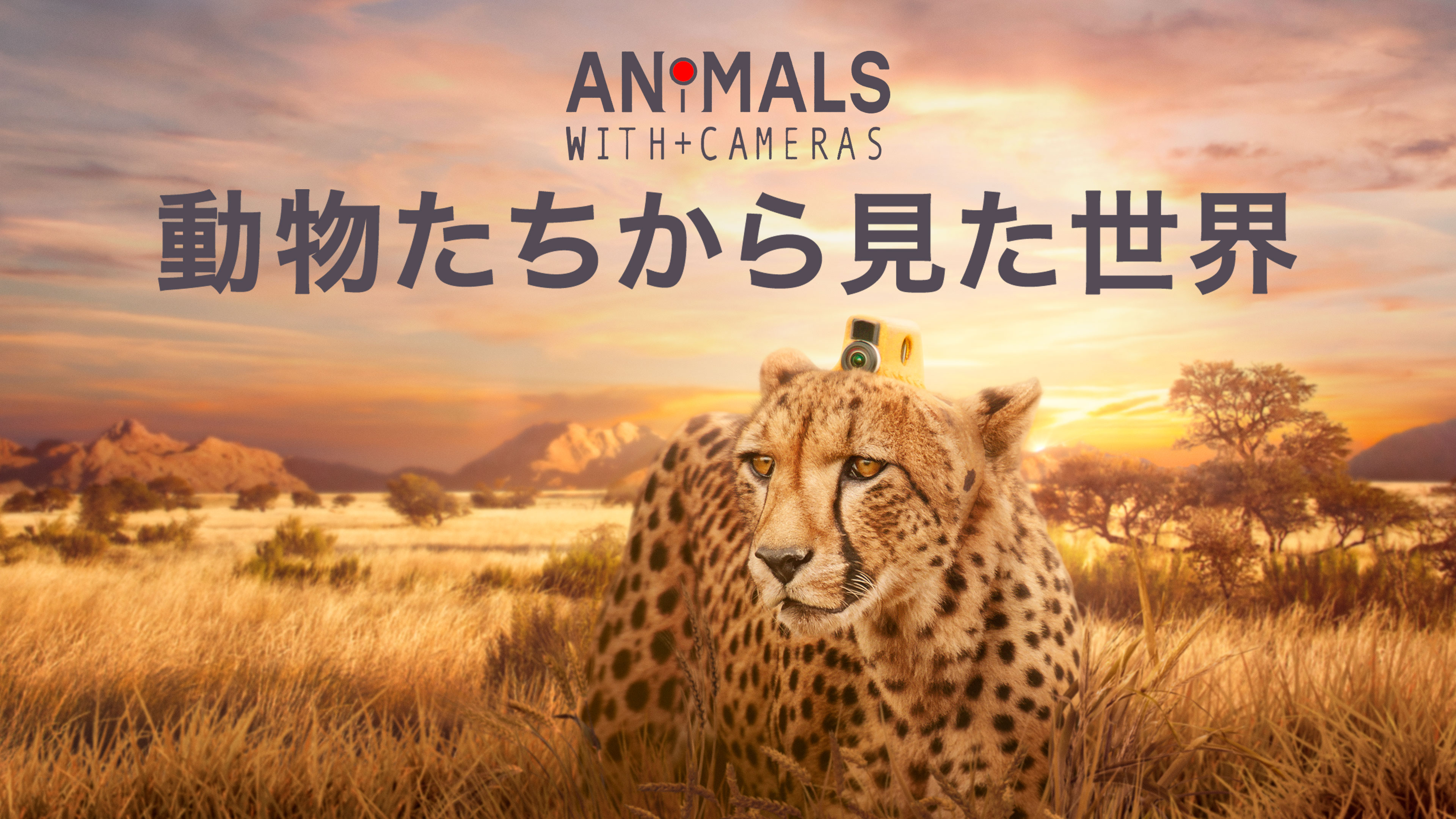 動物たちから見た世界 が見放題 Hulu フールー お試し無料