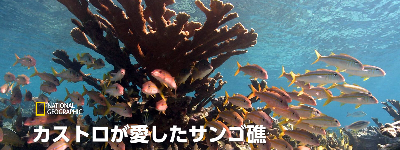 カストロが愛したサンゴ礁 動画