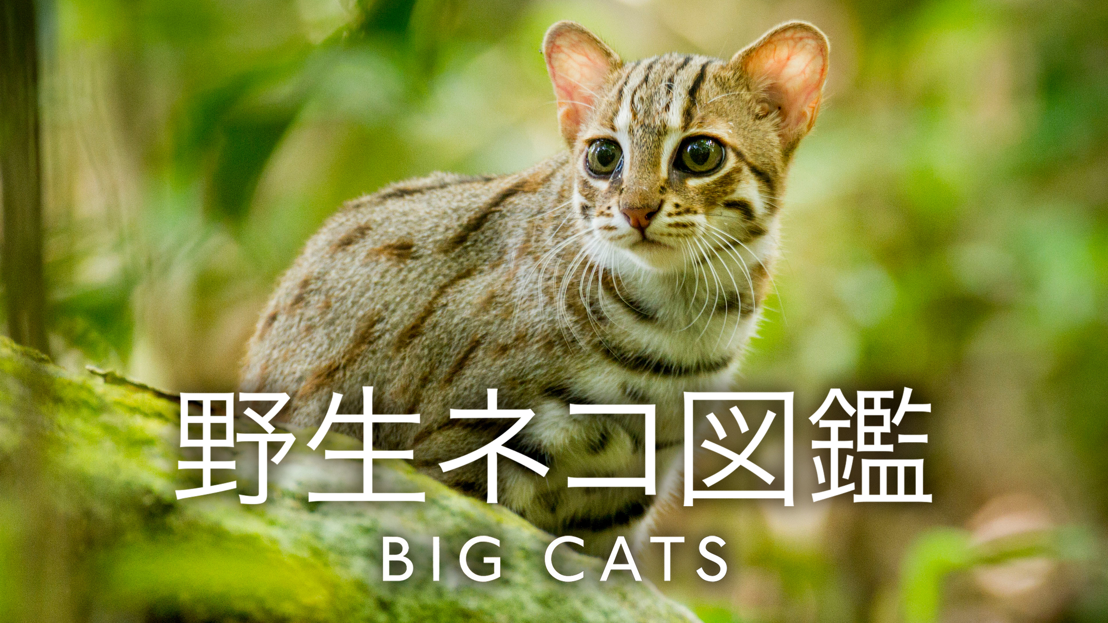 野生ネコ図鑑 が見放題 Hulu フールー お試し無料