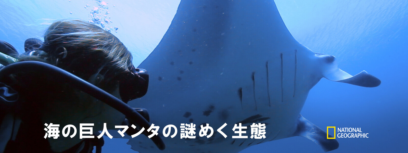 海の巨人マンタの謎めく生態 動画
