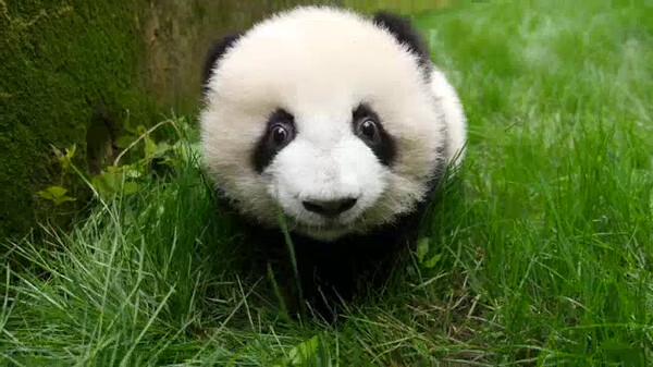 ãä¸å½ã®ãã³ããã®ç»åæ¤ç´¢çµæ