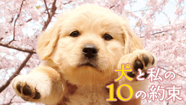 犬と私の10の約束 が見放題 Hulu フールー お試し無料 犬と私の10の約束 が見放題 Hulu フールー お試し無料