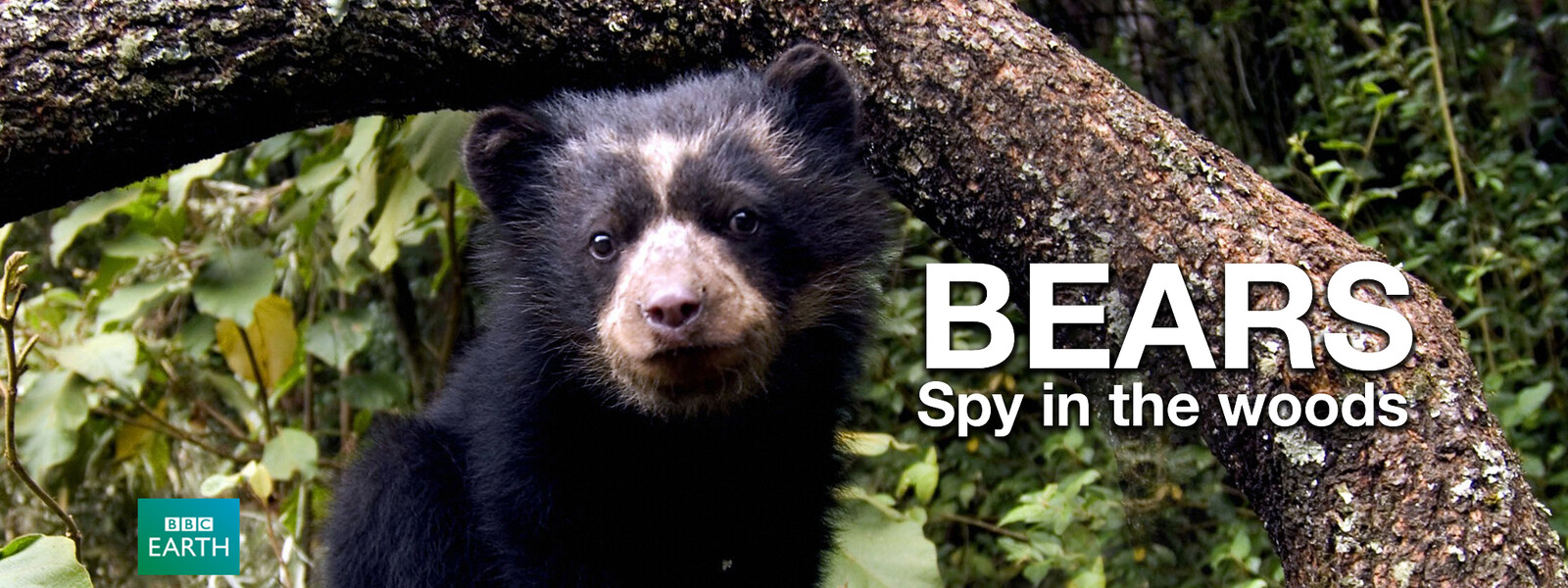 スパイカメラ! クマ達の知られざる素顔の動画 - スパイカメラが追跡! アフリカ動物大移動
