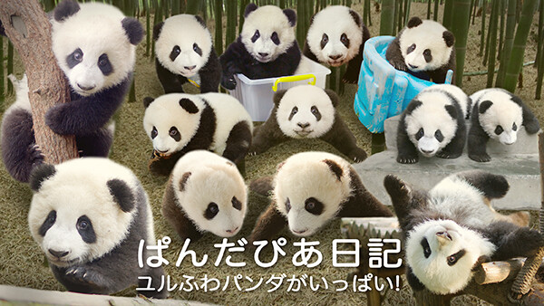 ぱんだぴあ日記 ユルふわパンダがいっぱい が見放題 Hulu フールー お試し無料
